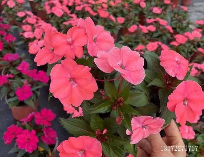 超级凤仙贝壳粉