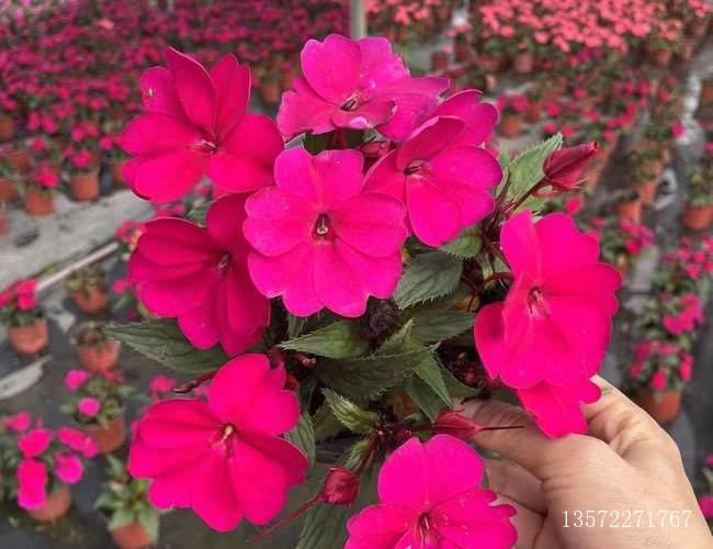 超级凤仙玫红色