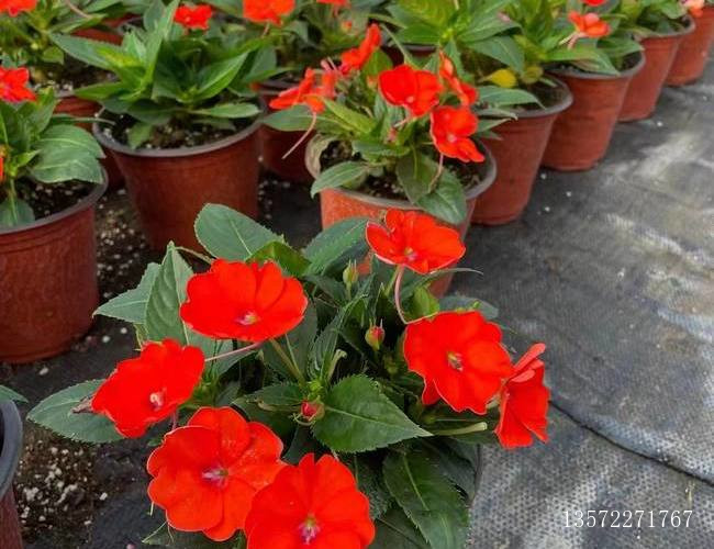 超级凤仙电橙色