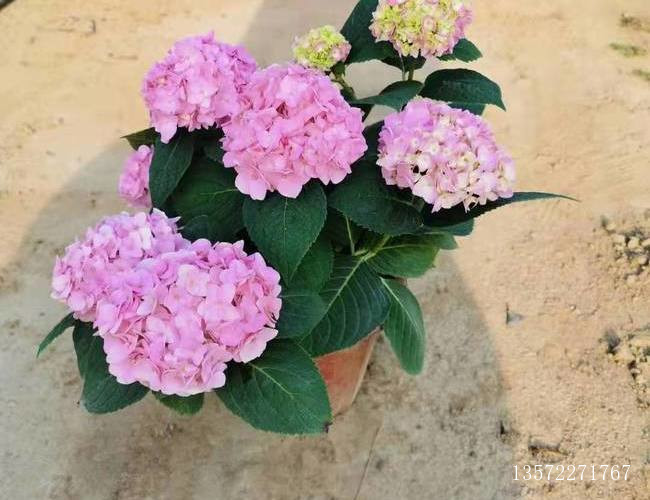 绣球无尽夏粉色