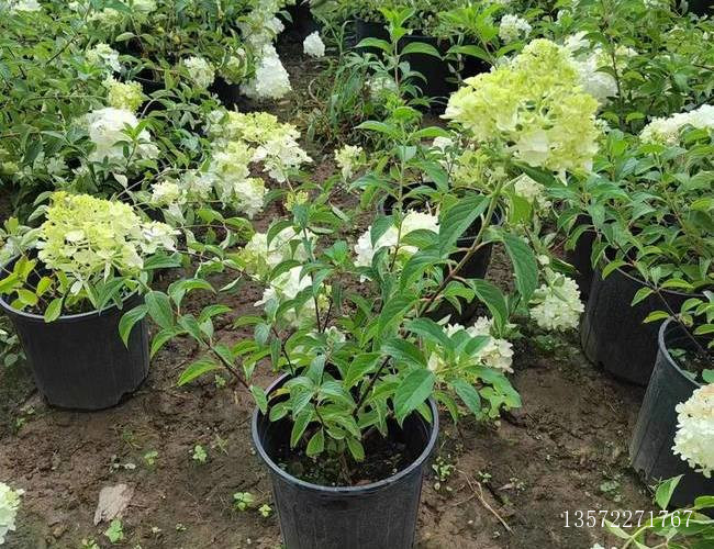 圆锥绣球石灯灰