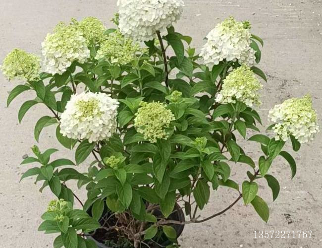 圆锥绣球石灯灰