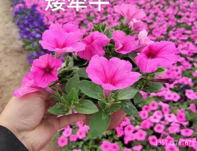 矮牵牛120规格粉色