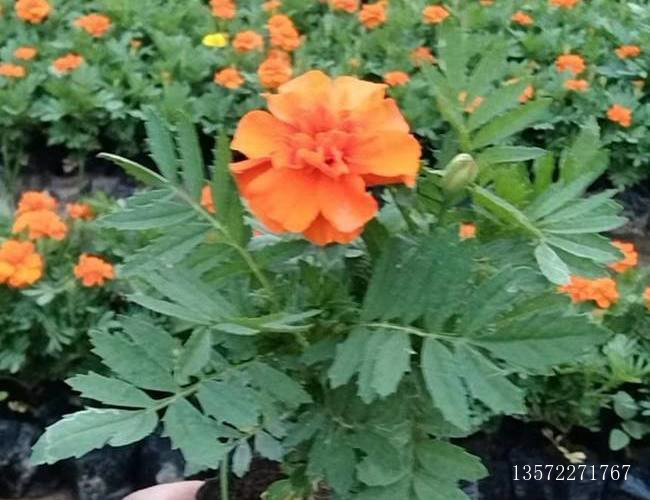 孔雀草橘黄