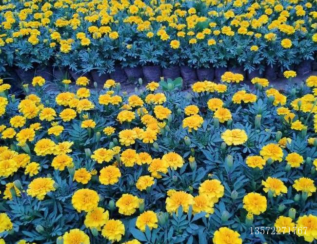 孔雀草亮黄色