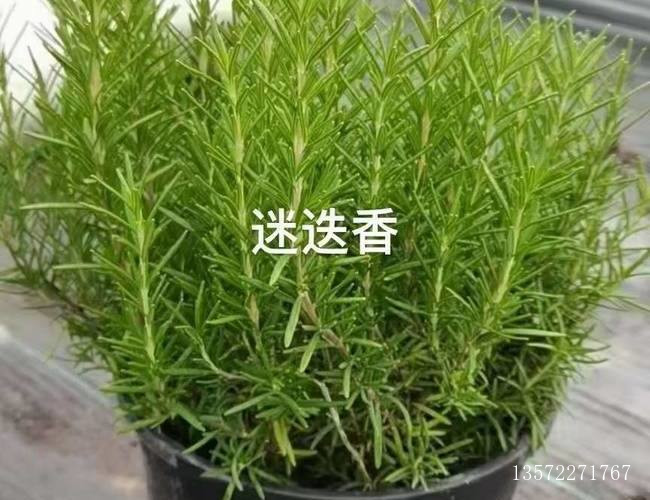 迷迭香