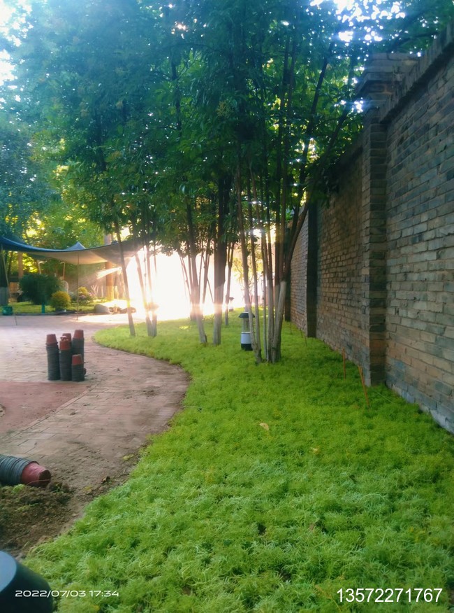 佛甲草栽植效果案例展示