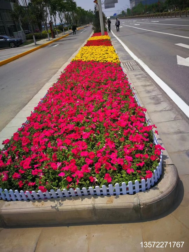 矮牵牛孔雀草摆放效果