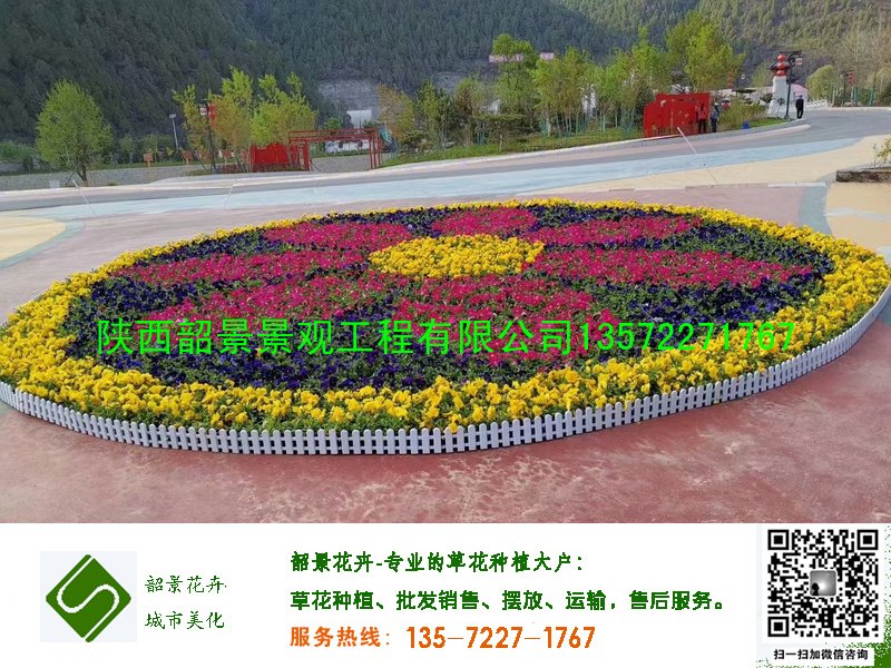 矮牵牛三色堇摆放案例