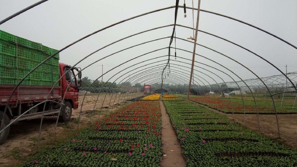 什么草花最好养，最好活，管理不费事？