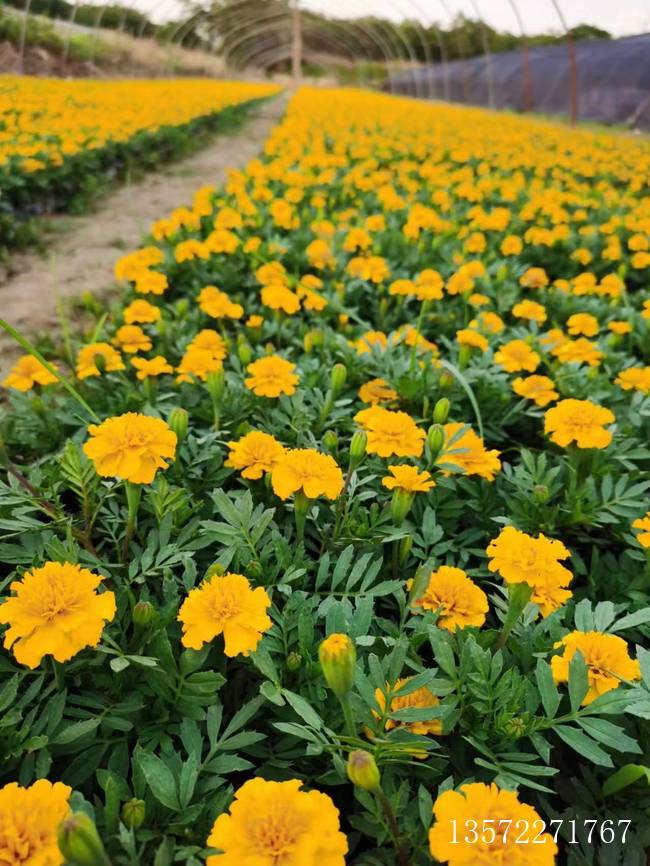 国庆花卉即将上市